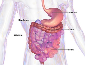 Representación del sistema gastrointestinal humano afectado por parásitos