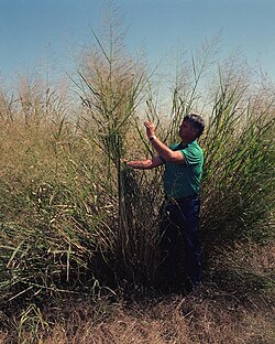 Panicum virgatum, planta resistente empleada para biocombustibles.