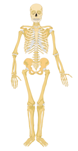 Representación esquemática del esqueleto humano correspondiente al capítulo L