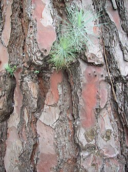 Detalle de la corteza agrietada de un ejemplar de Pinus canariensis adulto