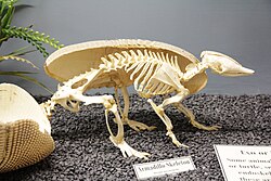 Esqueleto de Dasypus novemcinctus
