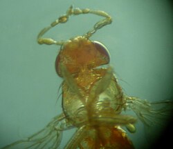 Espécimen mutante Antennapedia de Drosophila melanogaster.