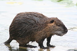 Coipú en un entorno fluvial