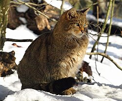 Ilustración general de Felis silvestris