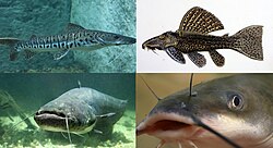 Representación taxonómica y diversidad de los Siluriformes