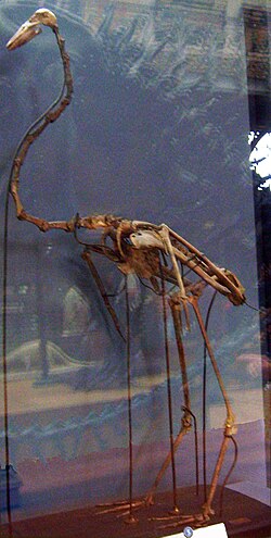 Fósil de Palaelodus ambiguus perteneciente a los flamencos nadadores