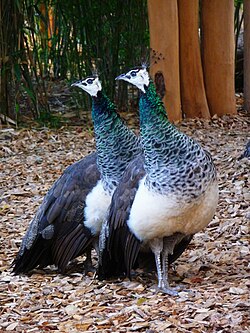 Hembras de pavo real