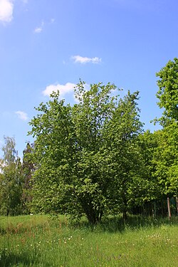 Vista del árbol en su hábitat