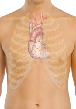 Ubicación del corazón humano en el tórax