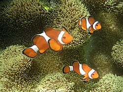 Peces payaso nadando cerca de una anémona.