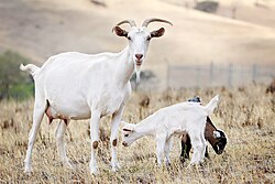 Familia de cabras con cabrito de una semana