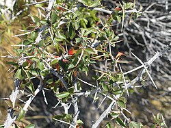 Planta de calafate en la zona patagónica