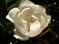 Flor de Magnolia grandiflora mostrando su disposición espiralada