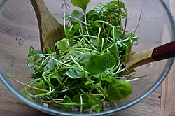 Plato de ensalada elaborado con hojas de Claytonia perfoliata