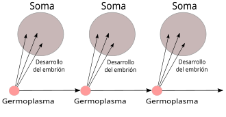 Esquema conceptual del plasma germinal según August Weismann.