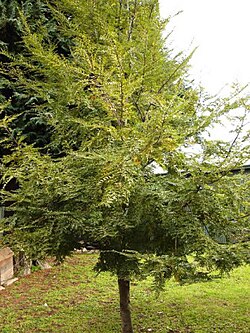 Árbol joven de coigüe mostrando su ramificación