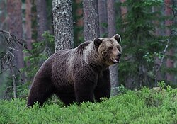 Ejemplar de oso pardo en su entorno natural