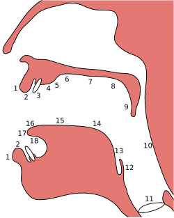 Representación esquemática de la articulación alveolar
