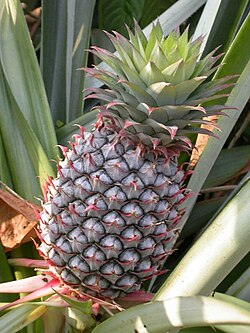 Fotografía de Ananas comosus con metabolismo CAM.