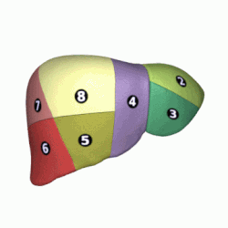 Esquema animado de los segmentos hepáticos