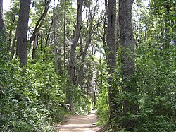 Bosque de coihues en el parque nacional Los Arrayanes