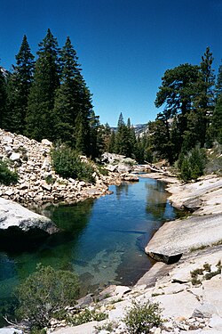 Bosque templado de coníferas en el parque nacional de Yosemite