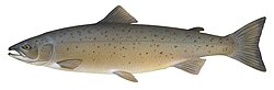 Ilustración y taxonomía del salmón del Atlántico (Salmo salar)