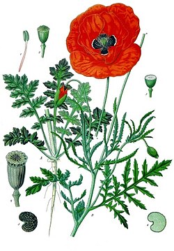 Ilustración botánica de la amapola