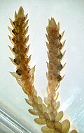 Estróbilo de Selaginella