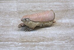 Pichiciego menor Chlamyphorus truncatus