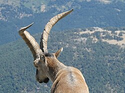 Cabra montés en la Sierra de Guadarrama