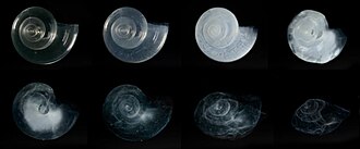 Fotografía detallada de una concha de pterópodo afectada por la disolución en un entorno de química oceánica proyectada.