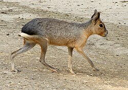 Ejemplar de mara patagónica