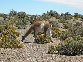 Guanaco austral en la península Valdés, Chubut.