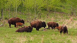 Manada de bisontes de las llanuras descansando en Elk Island Park, Alberta