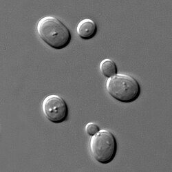 Saccharomyces cerevisiae, levadura modelo en cultivo microscópico.