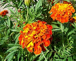 Esquema taxonómico de Tagetes patula