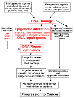 Diagrama esquemático que ilustra el papel central del daño en el ADN y los defectos epigenéticos en la formación de neoplasias malignas.