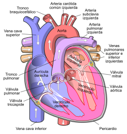 Diagrama anatómico del corazón humano utilizado para estudios cardiológicos.