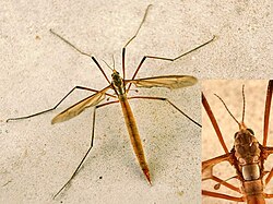 Tipula paludosa, un mosquito de la familia tipúlidos, mostrando halterios en ampliación.
