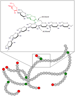 Equema molecular que representa la estructura ramificada del glucógeno