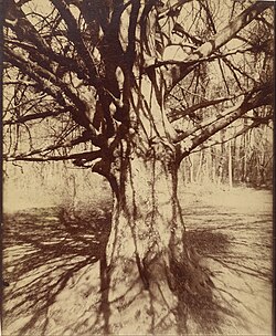 Fotografía histórica de un haya