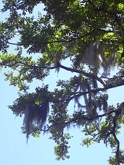 Tillandsia usneoides de crecimiento epífito