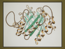 Estructura de la proteína triosefosfato isomerasa