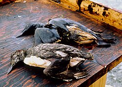 Aves muertas como resultado del derrame de petróleo.