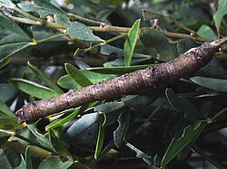 Larva de Biston betularia