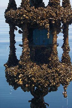 Acumulación de mejillones cebra sobre una estructura sumergida