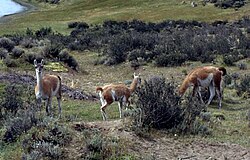 Guanacos en la cordillera patagónica