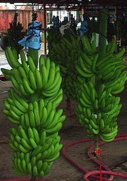 Manojos de bananas cosechados en Costa Rica.