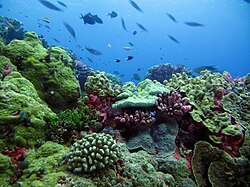 Arrecife de coral en una zona protegida